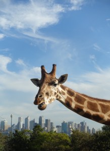 Giraffe at Sydney's Taronga zoo with the city skyscrapers in the distance