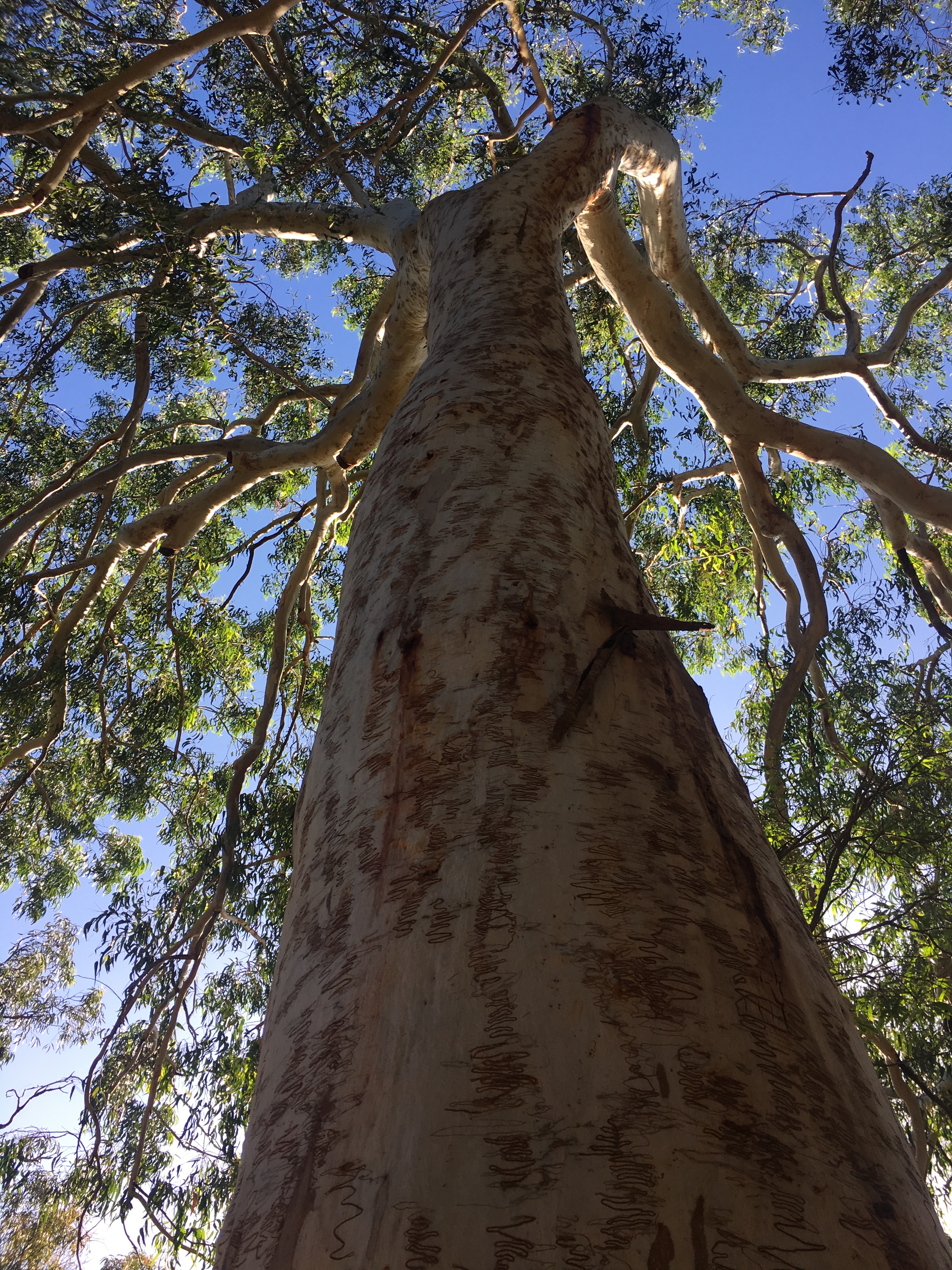 Eucalytus trees