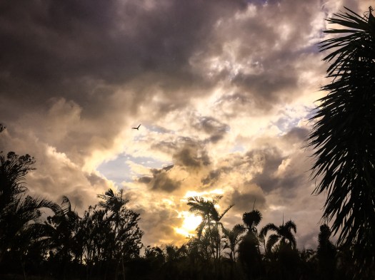 Tropical oasis in Airlie Beach