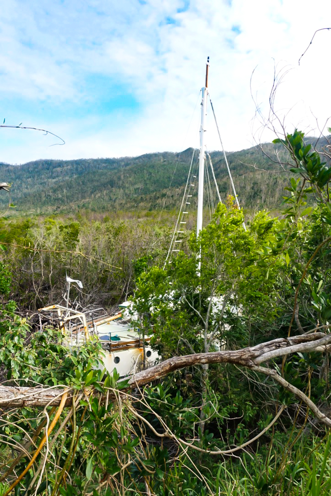 Cyclone damage with catamaran in the trees