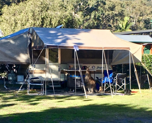 Camping with a mob of kangaroos